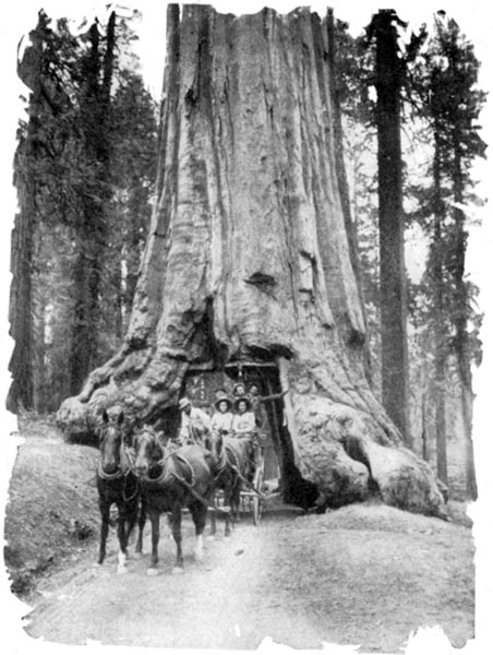 Wawona Tree