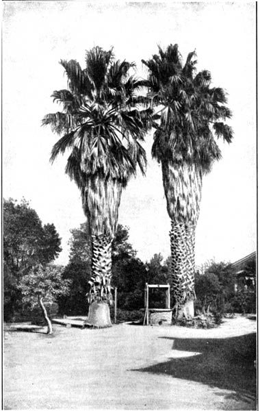 The Old Palms of San Pedro Street, Los Angeles