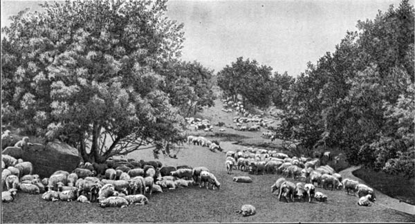 Sheep on Laguna Rancho, near Los Angeles
