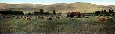 Alfalfa Field