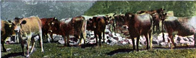 Cattle Range, Near City