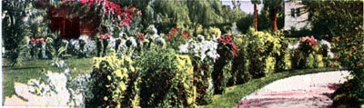 Chysanthemums