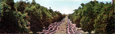 Irrigating Oranges