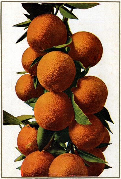 Oranges