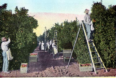 Picking Oranges