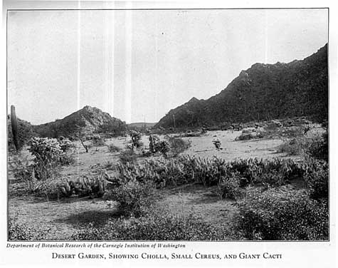 Desert Garden, Showing Cholla, Small Cereus, and Giant Cacti