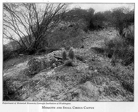 Mesquite and Small Cereus Cactus