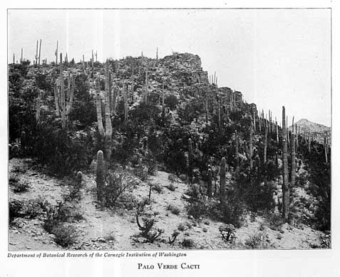 Palo Verde Cacti