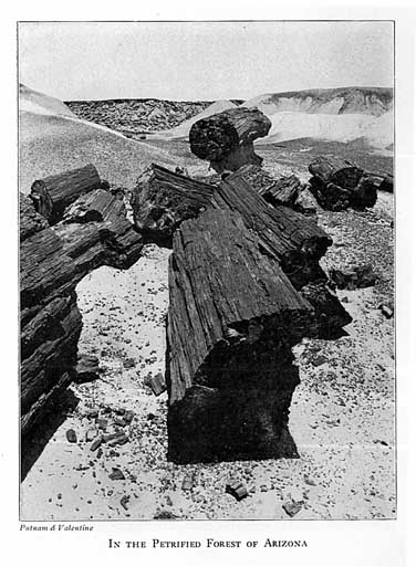 In the Petrified Forest of Arizona