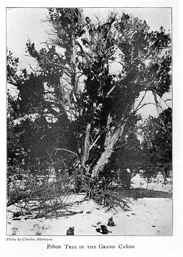 Pinon Tree in the Grand Canyon