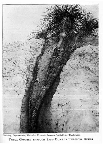 Yucca Growing through Sand Dune in Tularosa Desert