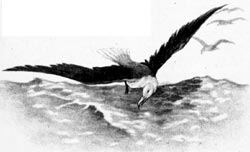 Bird at Sea