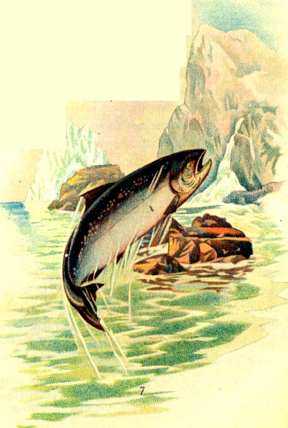 Salmon jumping out of water